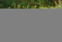 Nici 48607 Alpaka Chic Paka 35cm Stehend Plüsch Kuscheltier GREEN -Nici 48607 14 48603 48605 48609 Milieu 2048x1366lR4UoePDrjYhq 1